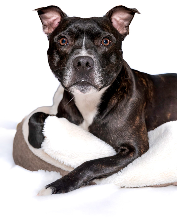 dog walker Bournemouth